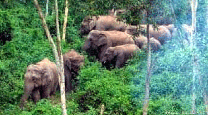 ফসল রক্ষায় বন্যহাতি তাড়াতে গিয়ে যুবকের মৃত্যু